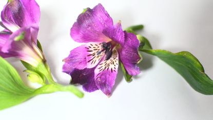 CAW-Women-in-Leadership_Leading-teams-through-change_Oct-2025 CAW-Women-in-Leadership_Leading-teams-through-change_Oct-2025